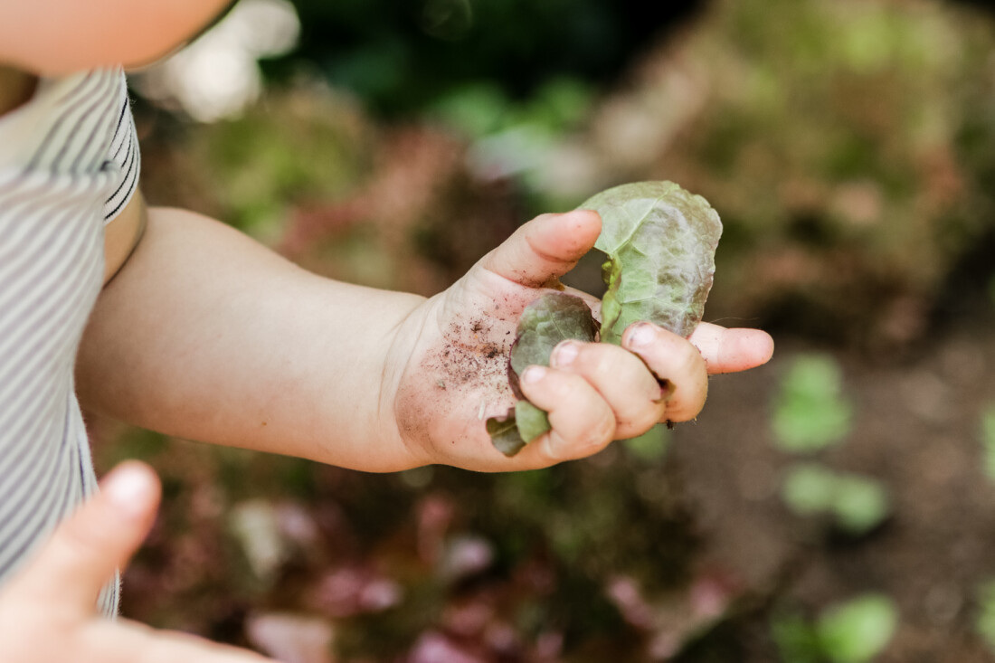 Das Bild zeigt eine erdige Babyhand mit einem Salatblatt in der Hand.